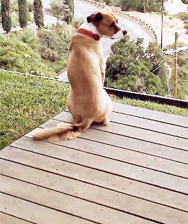 stan-evans:“I snagged [Dodger] and he’s such a good dog. They aged him at about