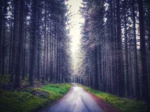 Hafren Forest  |  by Goleudy