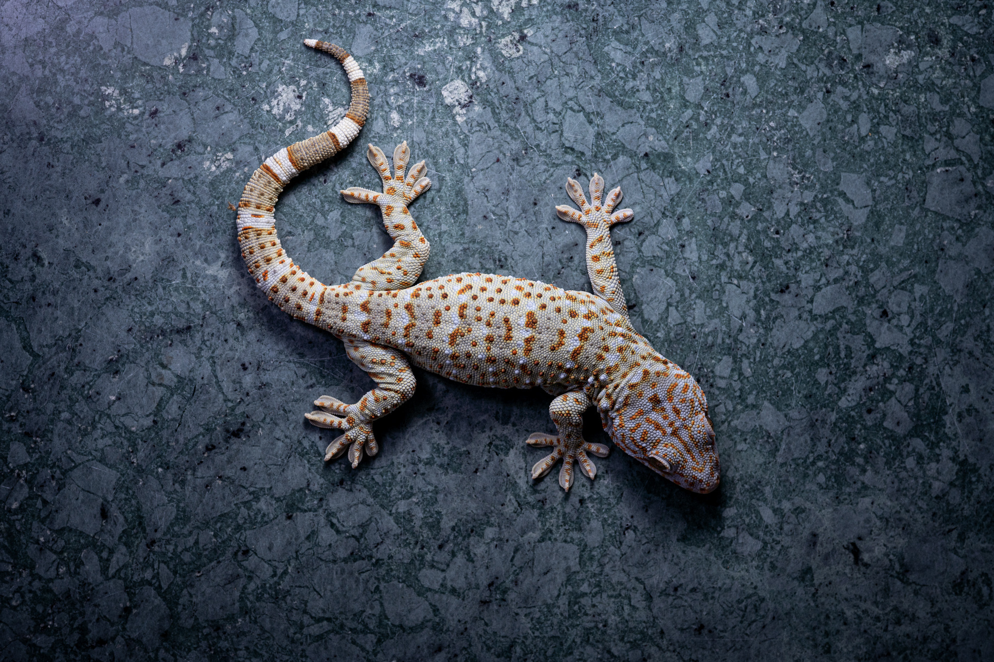 Gekko Reevesii Explore Tumblr Posts And Blogs Tumgir Gekko Reevesii Explore Tumblr Posts And Blogs Tumgir