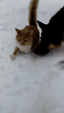 funnygifs-funnygifs-funnygifs:    ———————- Twitter - Instagram - Facebook