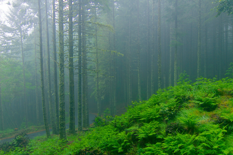 tulipnight:  misty woods by lee shirley 