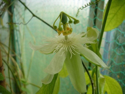plantfag:  Passiflora subpeltata by merleundmerlin on Flickr.