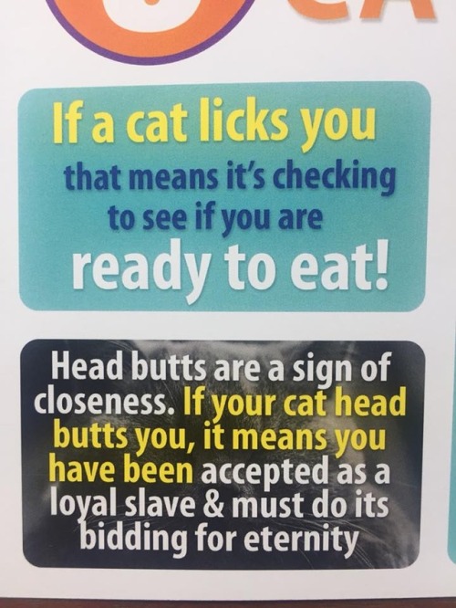 obviousplant:Amazing Cat Facts from the Obvious Plant magazine, which you can buy here