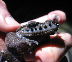 typhlonectes:  biology-online:  The Emei moustache toad grows spikes on its ‘upper lip’ to fight during the breeding season.  China 