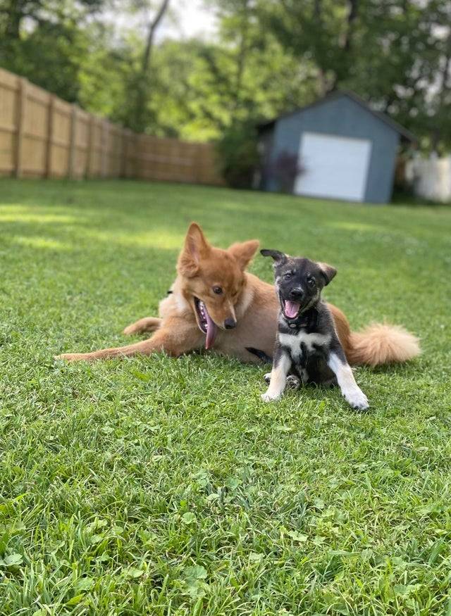 My boys last spring “Whiskey” & “Jack”