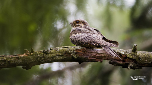 European Nightjar (Caprimulgus europaeus) &gt;&gt;by Eugenijus Kavaliauskas