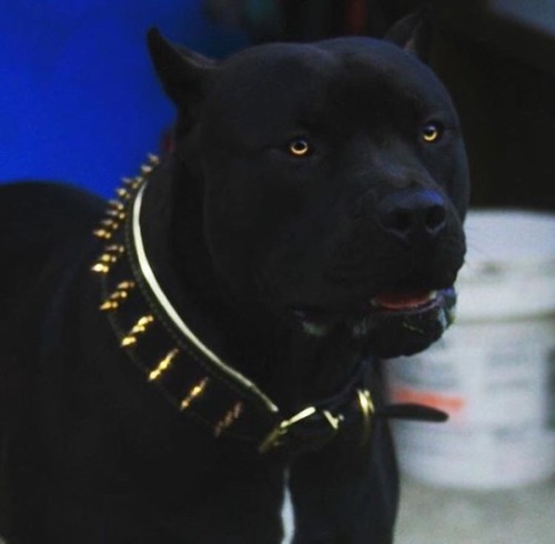 simonalkenmayer: thatpreciousthing:  xekstrin:  astraltailwags:  cryoverkiltmilk:  I need this dog I need this dog to know I love them I need to know the name of this dog  @cryoverkiltmilk  His name is Prague! [x]  vantablack doge   anish kapoor is banned