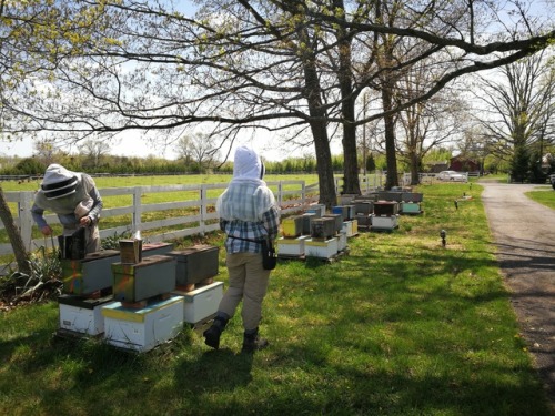 Happy BEEaster everyone!! This is going to be a big year for us. I am now a full time beekeeper! We 