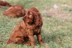 paws-down:  Irish setter puppy.