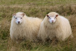 neshamama: icelandic sheep