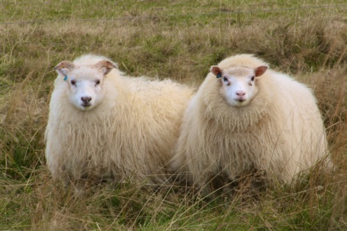 neshamama:icelandic sheep