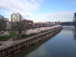 hellaboyfriend:  Cherry Blossoms on the Willamette