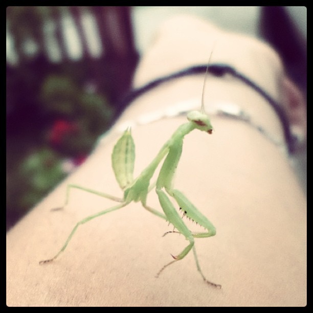 Un #visitante en mi casa :3 #mantisreligiosa #campamocha #bicho #bug #insecto #insect