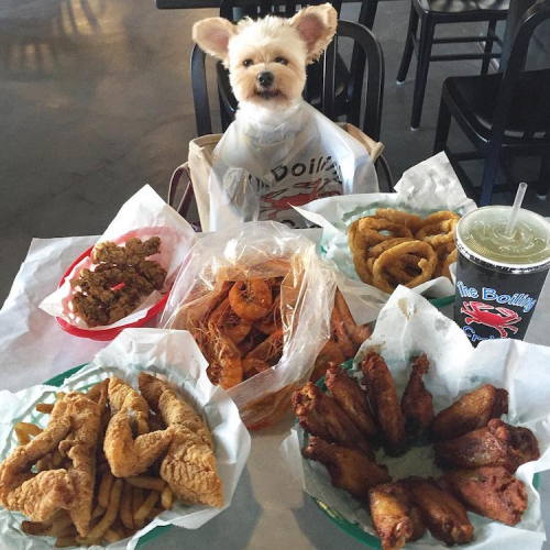 mymodernmet: Starving Stray Dog Is Rescued and Taken to Pet-Friendly Restaurants All Over LA