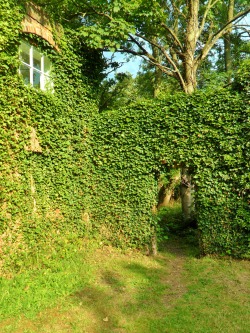 vwcampervan-aldridge:  Ivy overgrown entrance