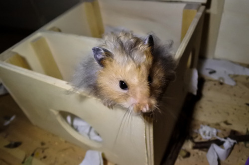 syrian hamster