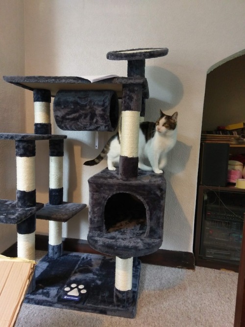 Their new cat tree