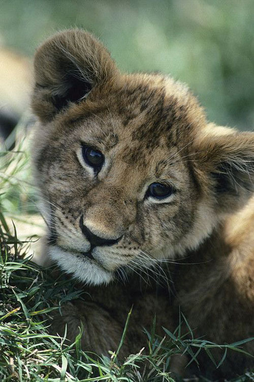 wolverxne:  African Lion Cub by Tom Murphy 