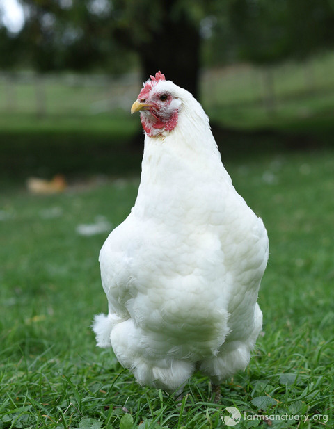 Animals of Farm Sanctuary — Tofu Chicken: Shipped Through the Mail ...