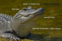 cry-olophosaurus: bulucimix-aquamega:  ecliptic-bite:  tyrantisterror:  instishoot:  silverhawk: the differences between crocodiles and alligators in case u were not aware @dholes  Both are friends.  @rashkah  But how about gharial and caiman?  here comes