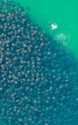 congenitaldisease:  The Flight of the Rays, by Florian Schulz. This photo shows an aerial view of a congregation of Munk’s devil rays. It was taken over the Sea of Cortez.