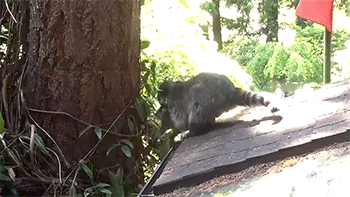 sizvideos:Mother Raccoon teaches her kit how to climb a tree - From Siz (Get the app) Video