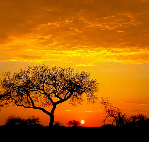 djferreira224:Satara, Kruger National Park, South Africa