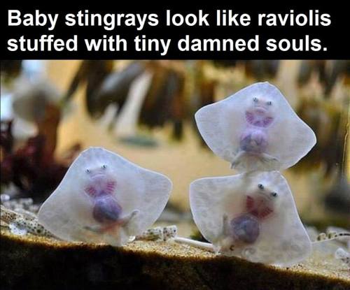 Found this on ‘tickled cute’ on Facebook.  Personally, I think they look like Tiny Alien