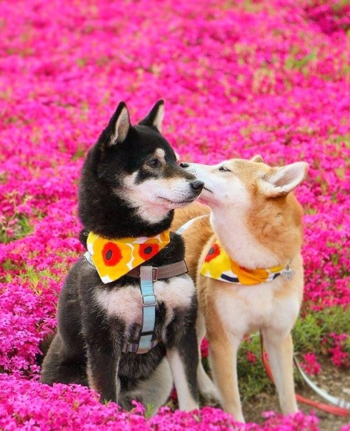 fishmanbowl-blog: lucasthevaliant: These are some good doggos  So cute 