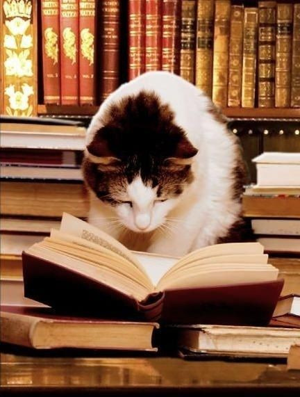 Kitten when researching something…