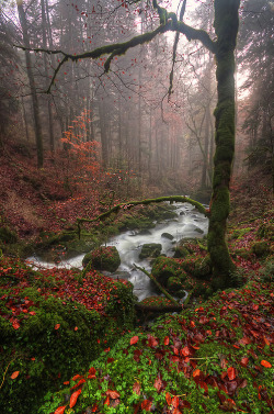 opticallyaroused:  Magic Forest