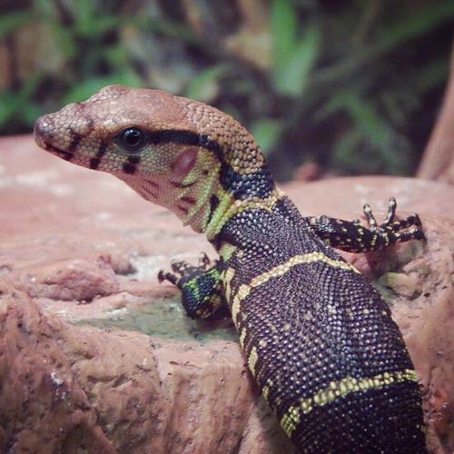underground reptiles | Tumblr