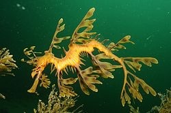 cheesewhizexpress:Leafy Sea Dragon