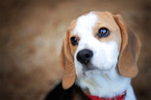 animalrates:  animal rates?