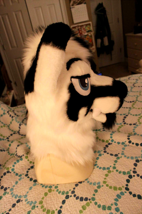 A fursuit head commission for Redworlds-dog of their fursona, Tempest!Sorry for the indoor photos! I