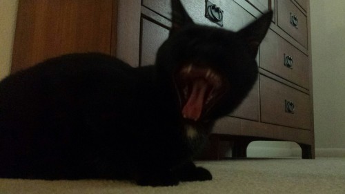 Lucky timing. Anatomy of a Martin Fivebones Yawn.