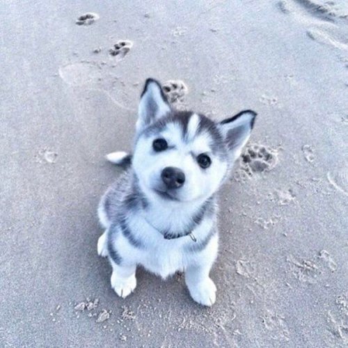 aww-so-pretty:I love husky puppies