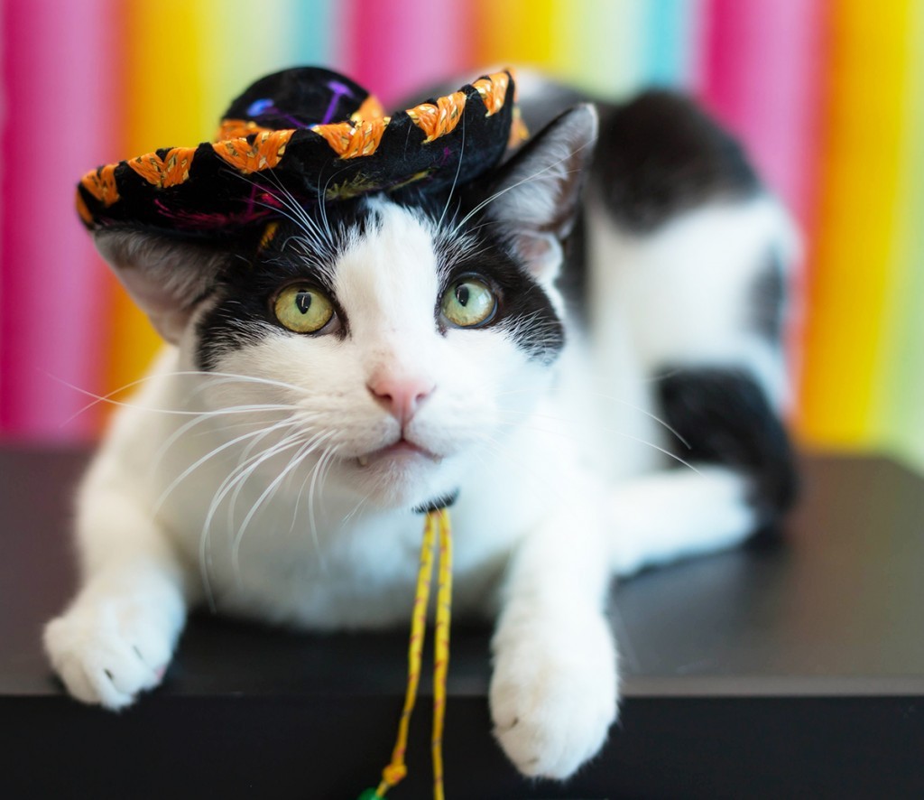 catsbeaversandducks:  Harley is ready to celebrate Cinco De Meow.Photos by ©Abby