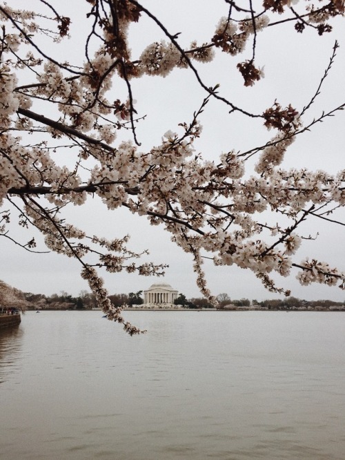 shellsathebeach:love this city + those lil fighter cherry blossoms