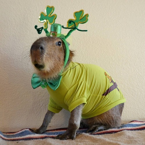 Capybara St Patrick&rsquo;s Day! #capybara #capibara #capivara #carpincho  youtu.be/GTGT