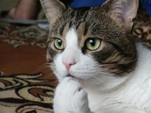 pecancat::3c