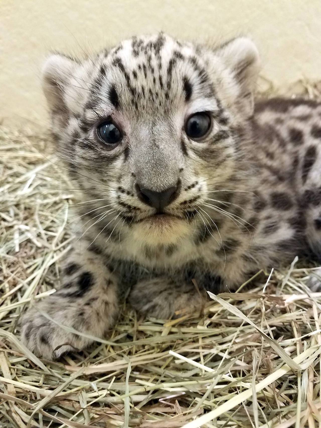 baby snow leopards | Tumblr