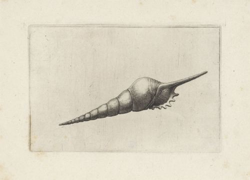 Seashells, Wenceslaus Hollar, Antwerp, 1644 - 1652RIJKS AmsterdamProvenance: not mentioned on websit