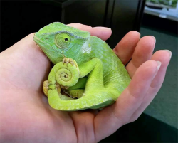 tranarchistbitch:  Very suspicious of people stealing his tail 