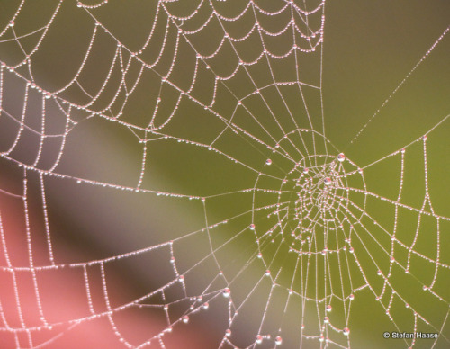 himmelueberhamburg: Close up. Spider Web #1 by HimmelueberHamburg/Sky over Hamburg (Stefan Haase)