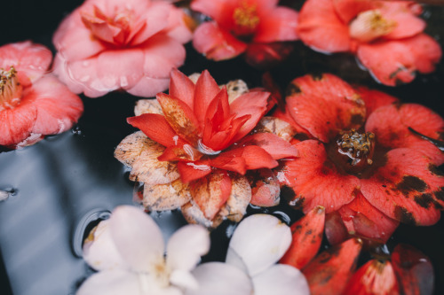 instillmotion:Beautiful water vat filled with flowers, in the corner of a glasshouse in Chatsworth G