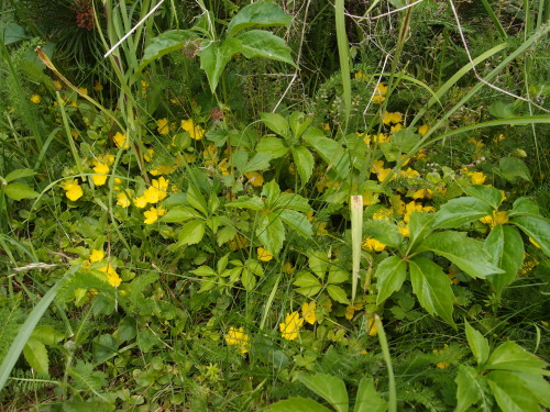 Lysimachia nummularia — moneywort a.k.a. creeping jenny