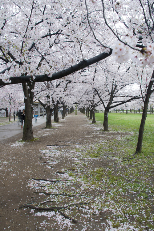 japan-overload:Park around Osaka Castle (大阪城, Osaka-jo) by YuHui Pu Via Flickr: 3 April 2015: Osaka,