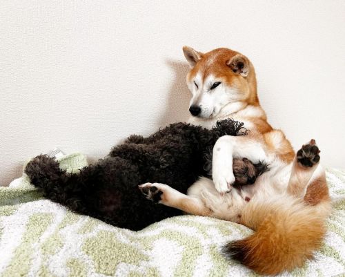 * Already energetic. Have a good day✨ . . 今年初ドライでの就寝。 初夏のにおい。 #shiba#shibainu#glaucomadog#dogislove