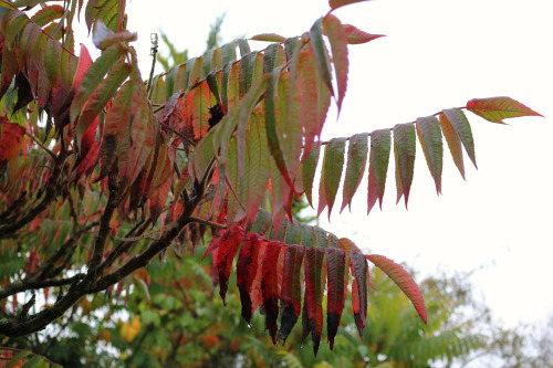 agavex: plantyhamchuk: theplanthouse: Garden, early November 2015, Nottinghamshire, UKLaburnum seed 